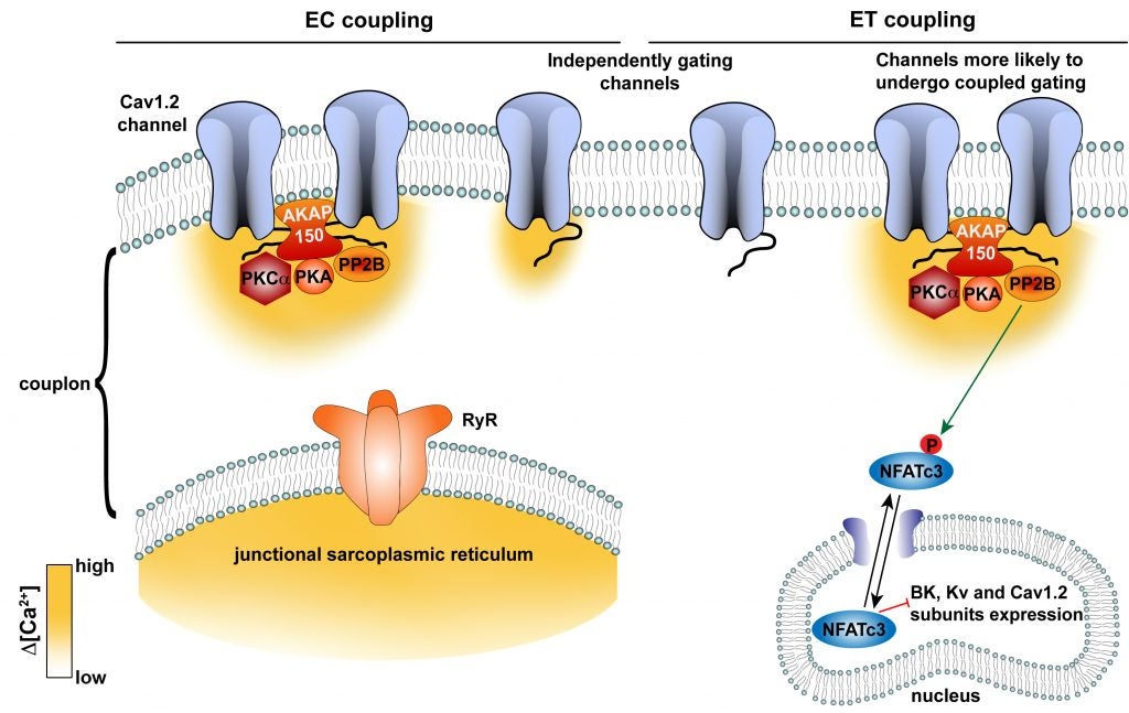 to the M&M Lab Ion channels and signal transduction in muscle